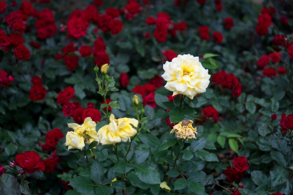 Garden plants white