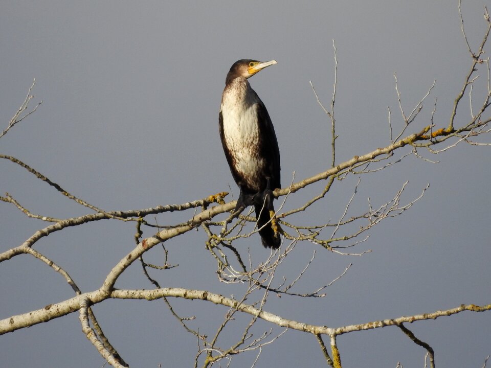 Cormorant bird water bird