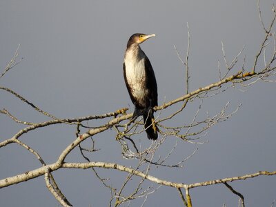 Cormorant bird water bird