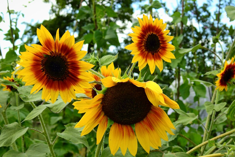 Nature flowers summer