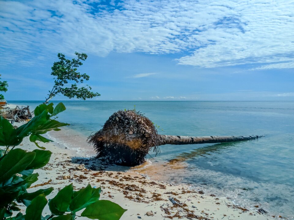 Rod the tree coconut