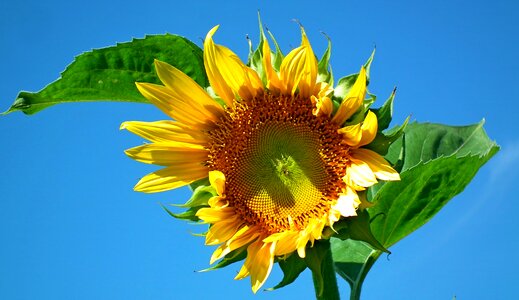 Blue yellow summer