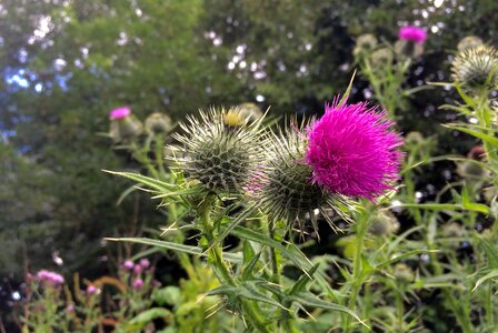 Flower purple