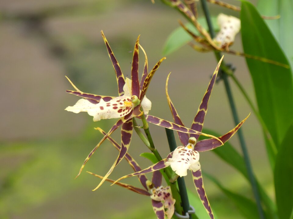 Tropical flowers orchids