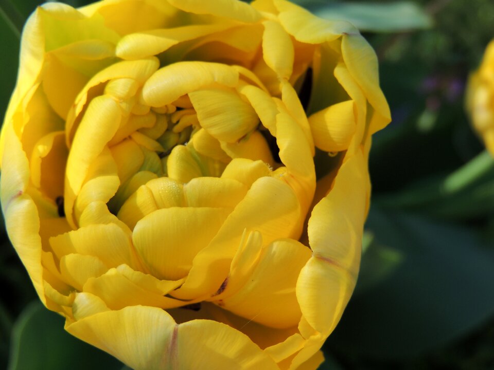 Garden flowers peony