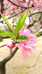 Plant pink spring photo