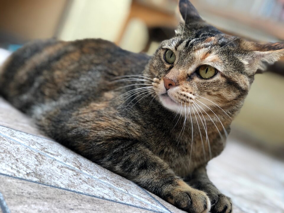 Pet kitten cute