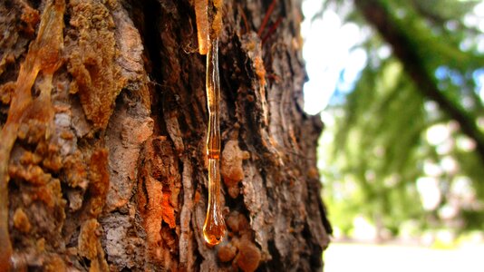 Tree spruce amber photo