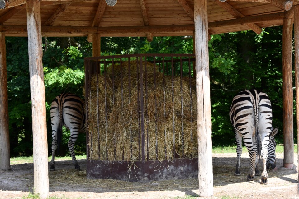 Stripes animal safari