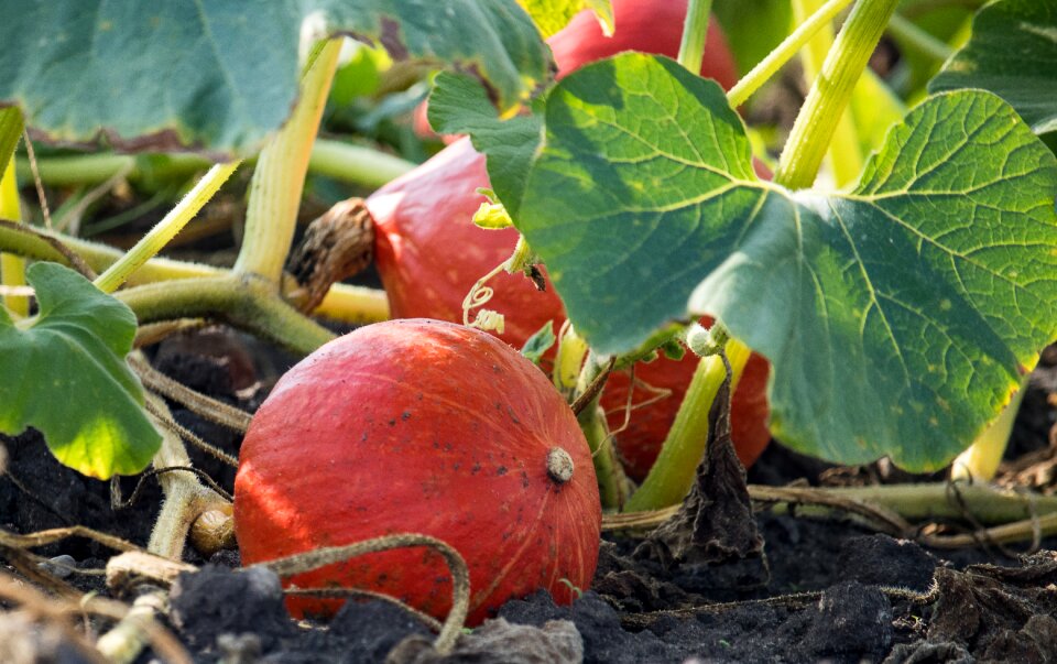 Vegetation pumpkins nature
