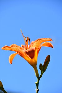 Sky flower nature