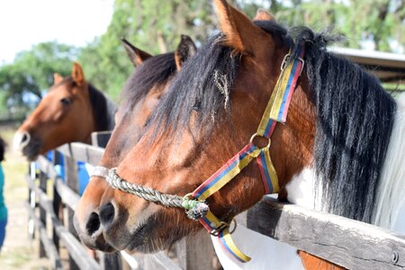 Equestrian horse riding tamed photo