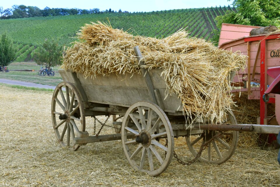 Threshing historical harvest grain