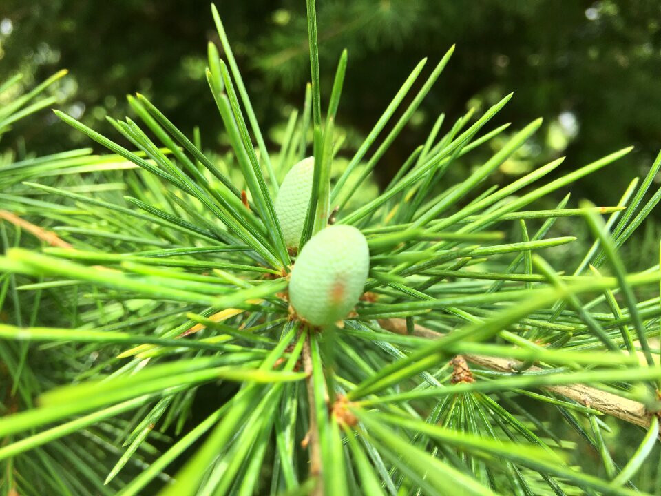 Branch nature evergreen