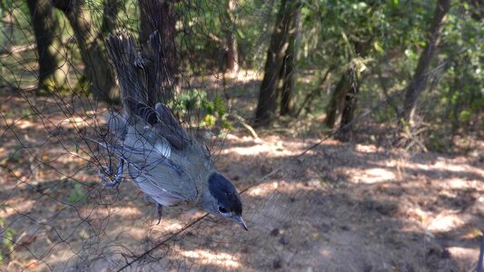 Network on birds bird network bird hunting