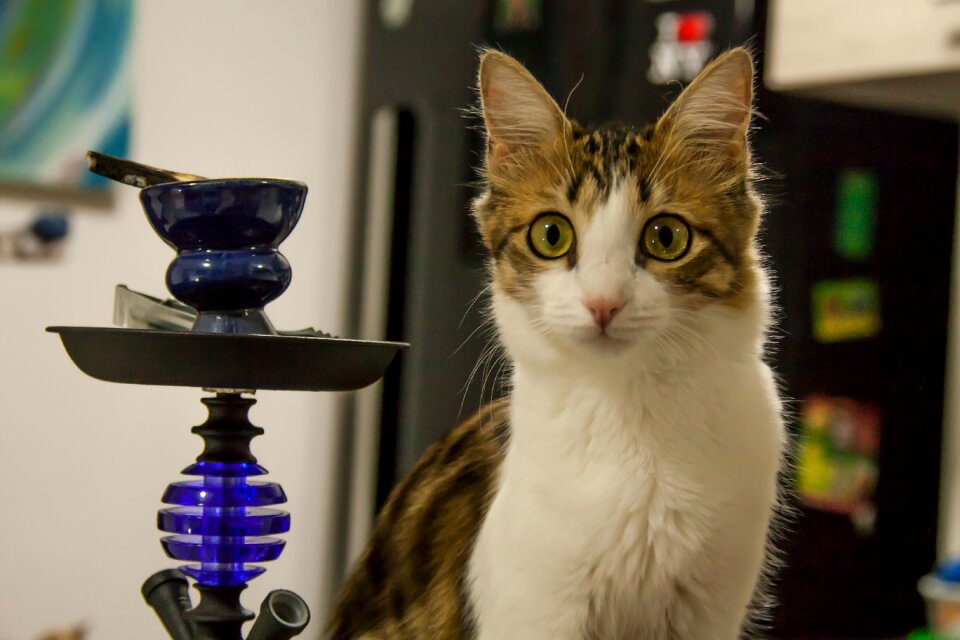 Looking at face gata