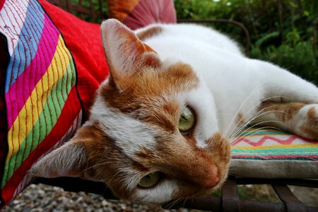 Spotted domestic cat head photo