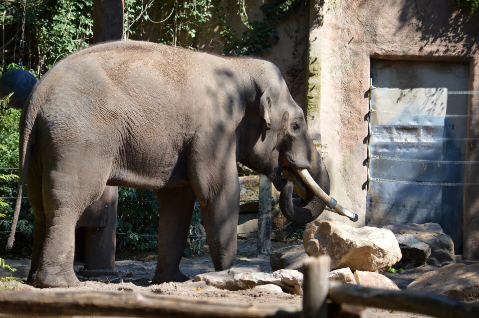 Animal animal kingdom wildlife