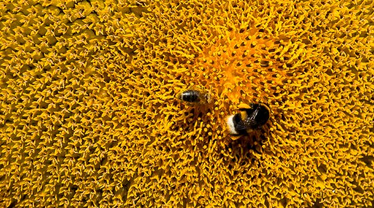 Bloom hummel bee photo