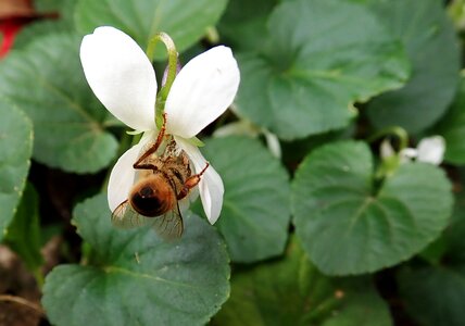 Flower pollen nature