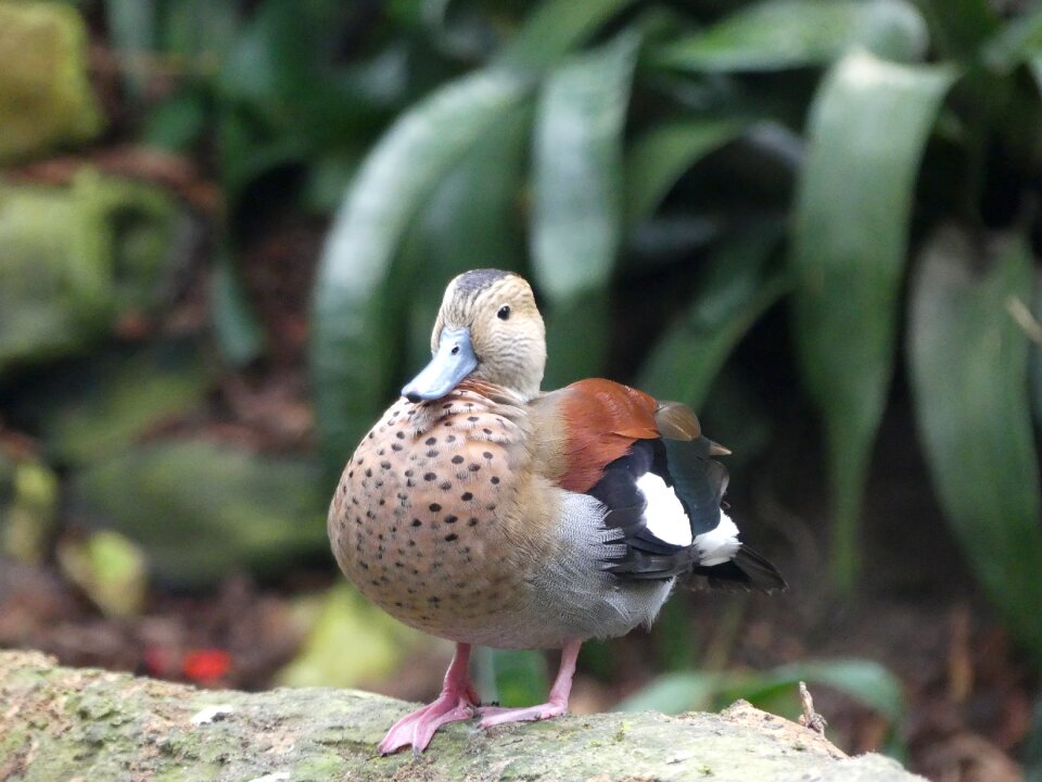 Animals nature beak