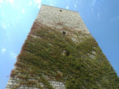 Tower vine vegetation