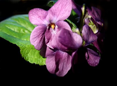 Fragrant plants garden
