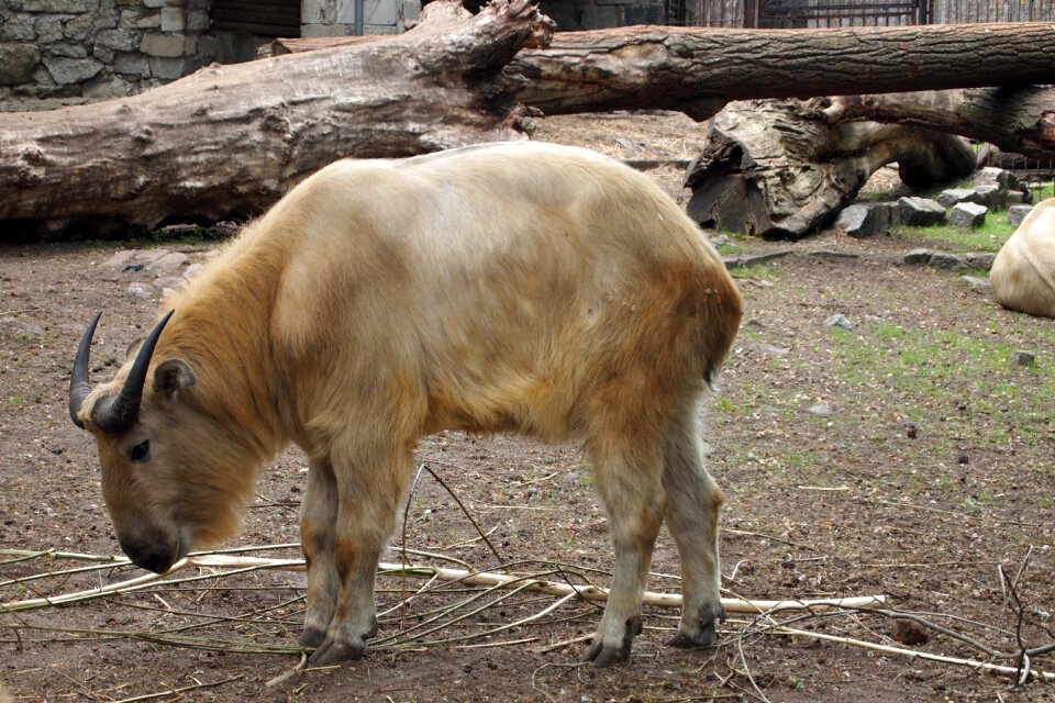 Zoo nature beautiful