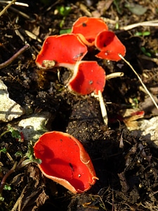 Scarlet kelchbecherling sarcoscypha coccinea red