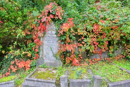 Headstone colors nature photo