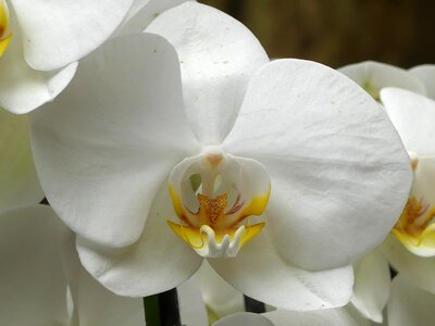 Flowers bloom orchids