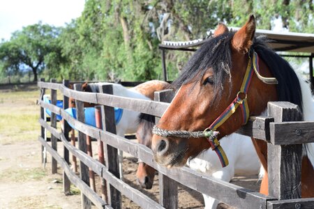 Equestrian farm horse riding