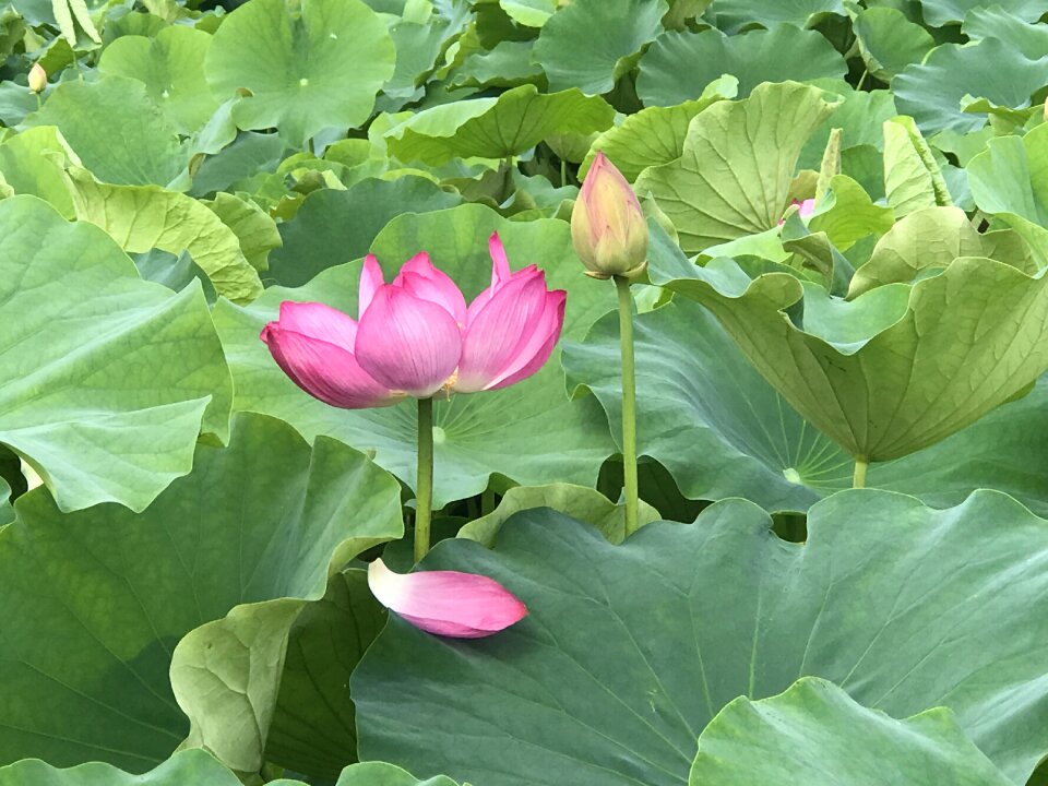Buddhism nature blossom