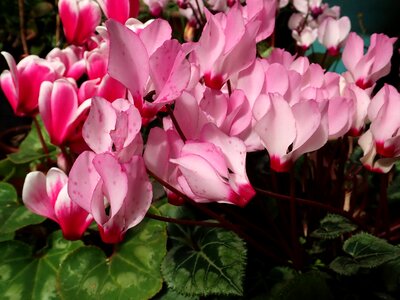 Flowers garden potted photo