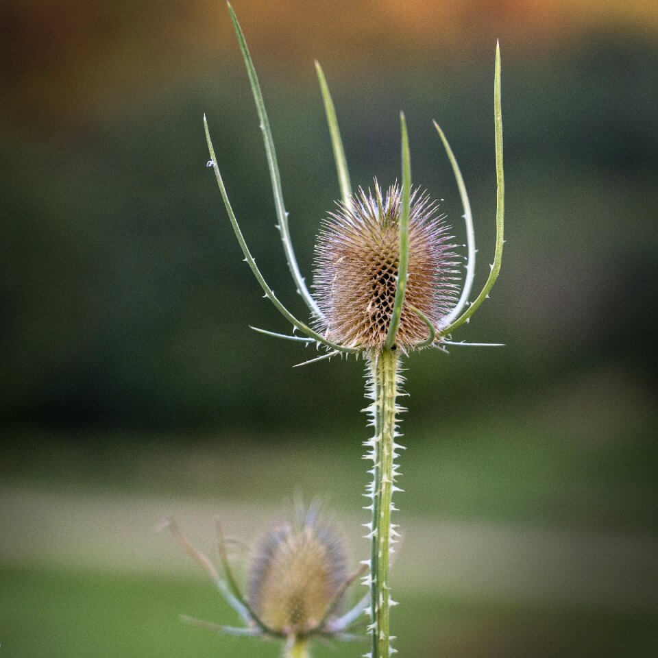Flora flowering botany
