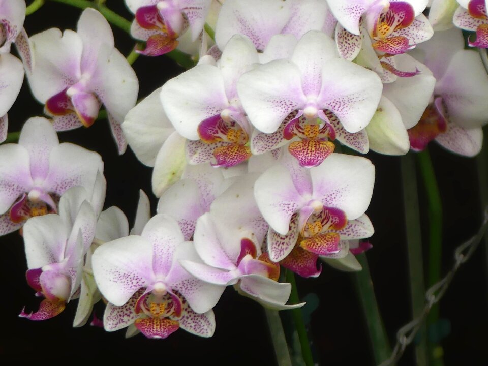 Tropical exotic flowers