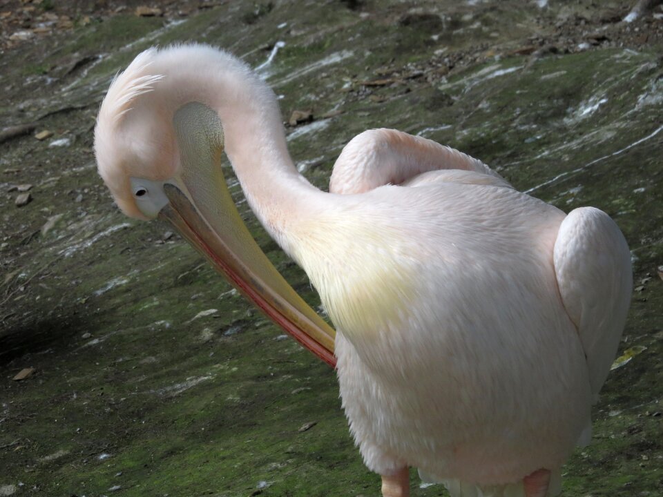 Pelican nature feathers