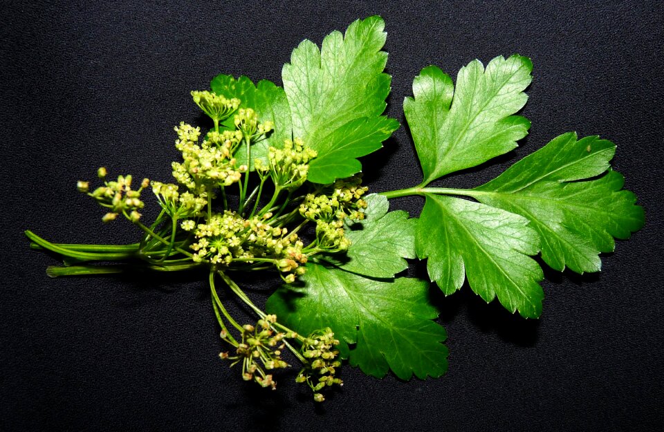 Leaves garden food