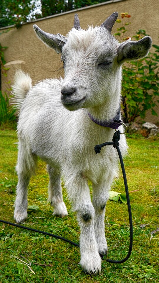 Horns cute