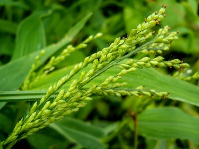 Crops green