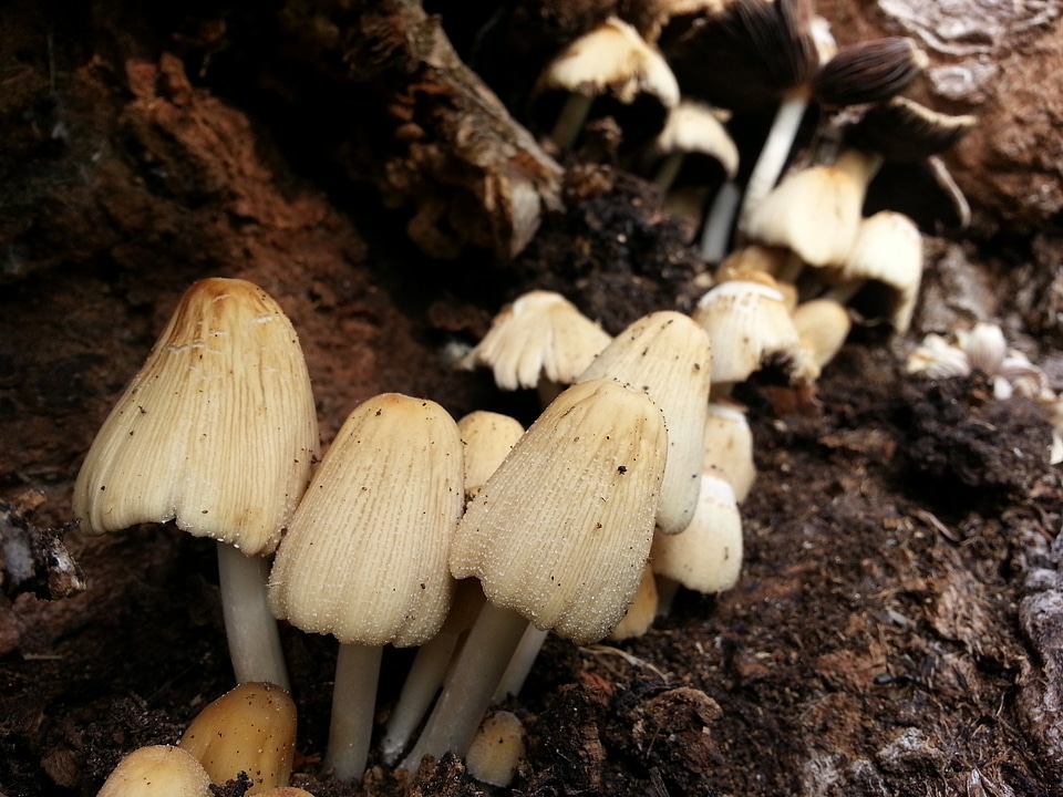 Fungus wild forest