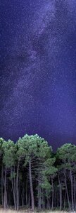 Universe forest nature