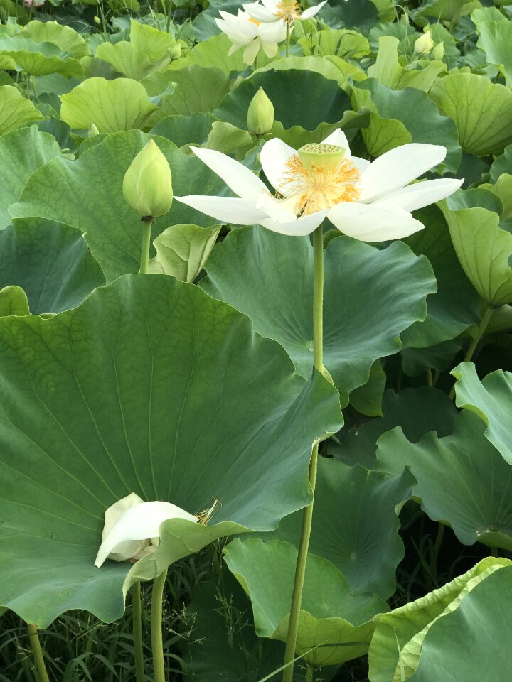 Buddhism nature blossom