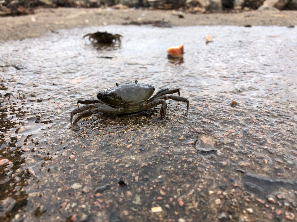 Crab seafood fishing