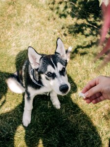 Animal dog puppy photo