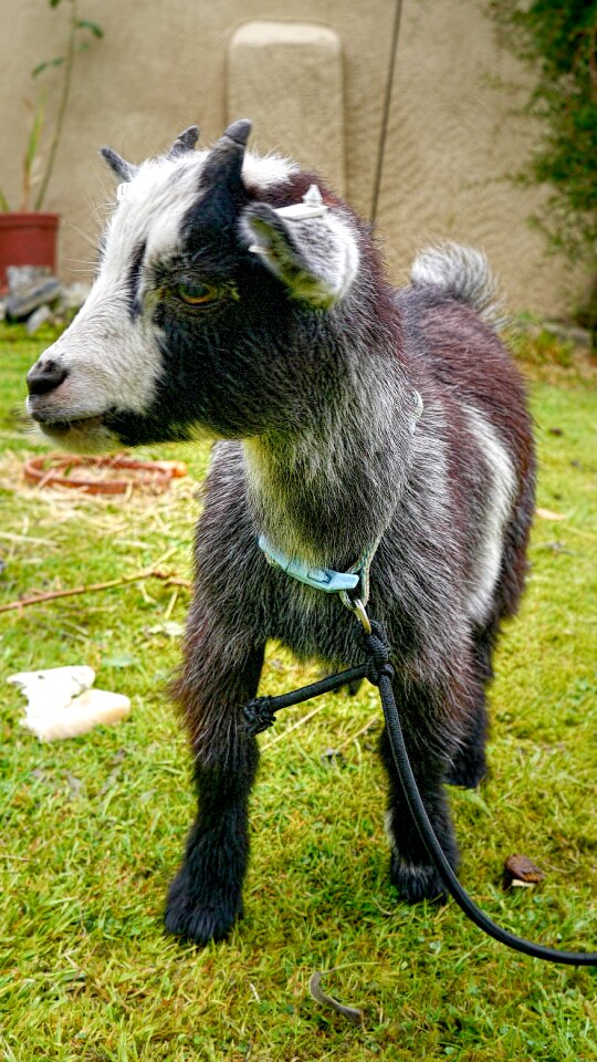 Horns cute