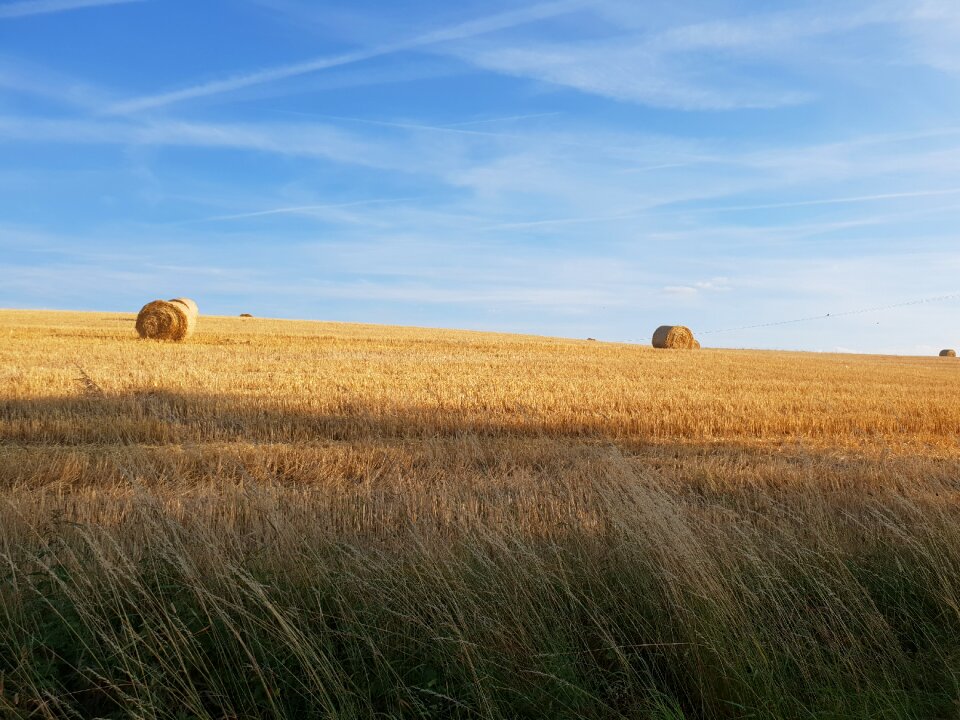 Cornfield sky nature