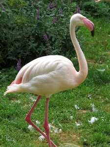 Pink feathers nature