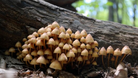Forest mushrooms nature