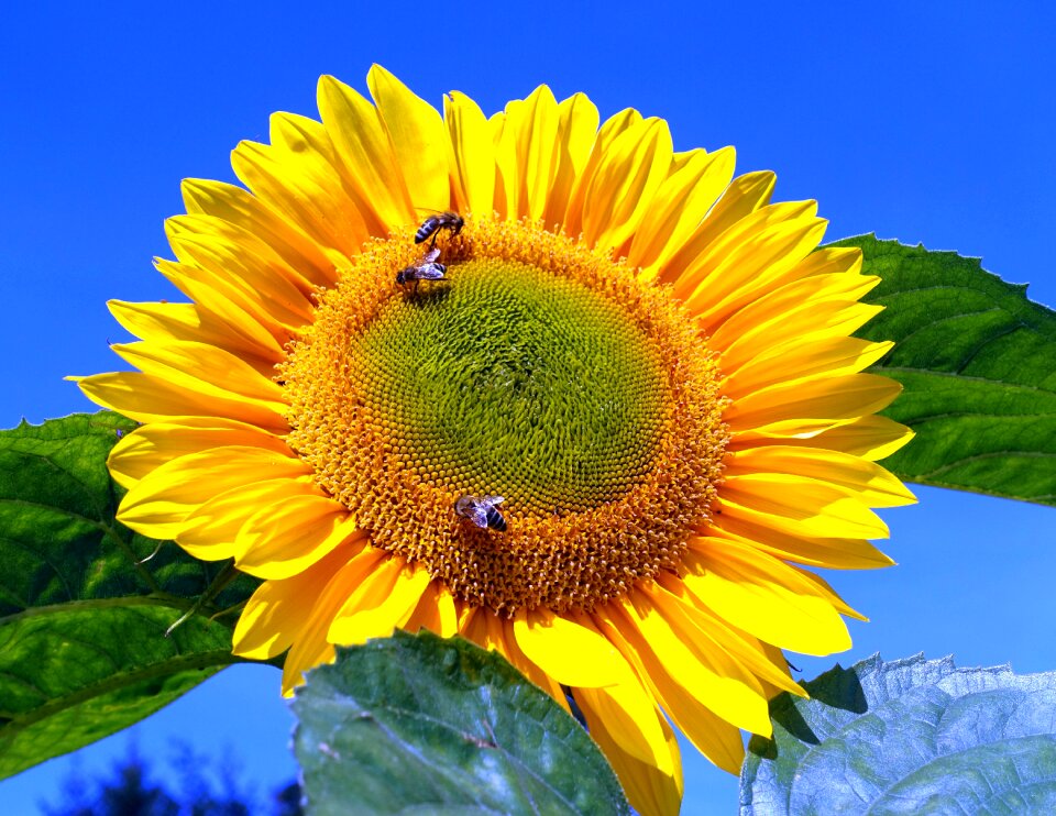 Sunflower bumblebees flower